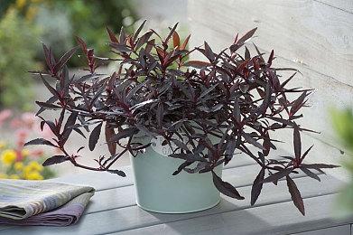 《李尸朝鲜：血脉》游戏新演示 手起刀落斩杀丧尸